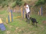 dolce agility tests sauts