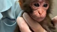Baby Monkey Punch pics and videos of his birth | Punch monkey Song | Ichikawa City Zoo Japan