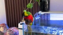 Un perroquet se baigne dans un aquarium
