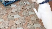 Pepper is so happy to see the puppy