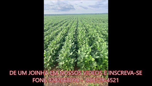 1936 HECTARES A VENDA CMC