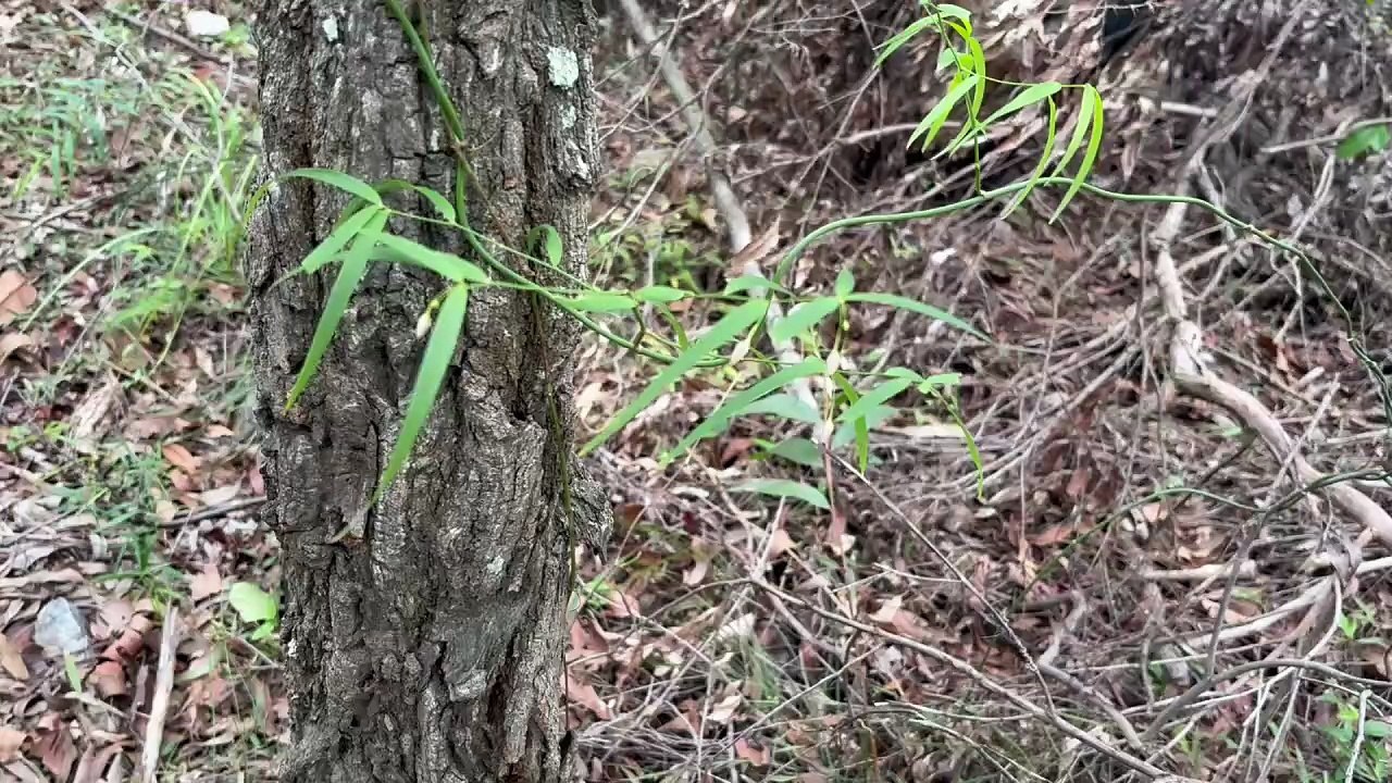 Scrambling Lily