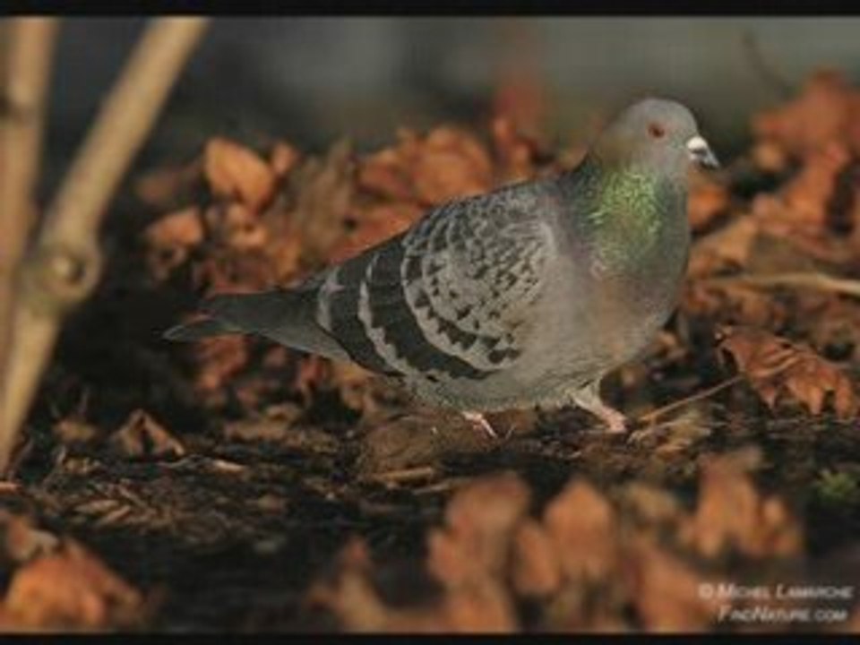 Pigeon domestique(Bizet)