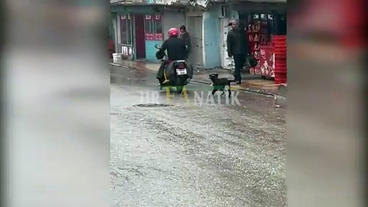 Şanlıurfa’da Olay Yaratan Görüntüler!