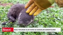 Diyarbakır’da nesli tehlikede olan yavru su samurları görüntülendi