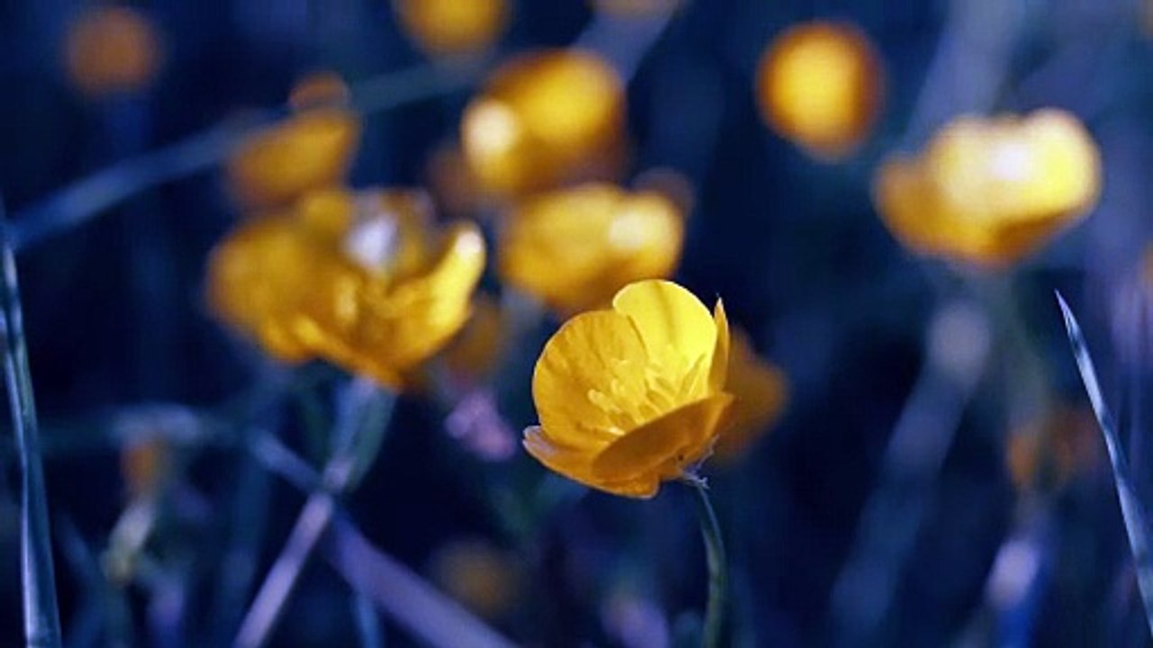 Golden Yellow Tulip Close-Up