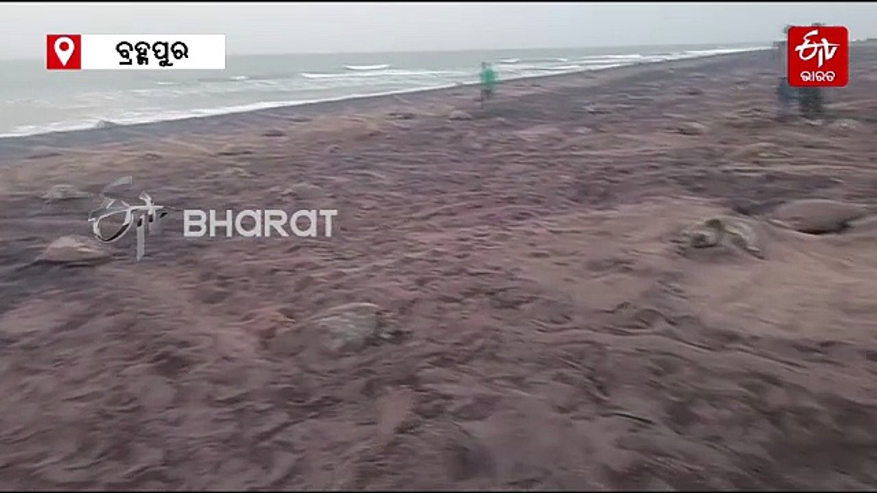 ଋଷିକୂଲ୍ୟା ମୁହାଁଣରେ ପହଞ୍ଚିଲେ ୧୦ ହଜାର ଅଲିଭ ରିଡ଼ଲେ; କାହିଁକି ବିଳମ୍ବ ହେଉଛି କଇଁଛଙ୍କ ଗଣ ଅଣ୍ଡାଦାନ