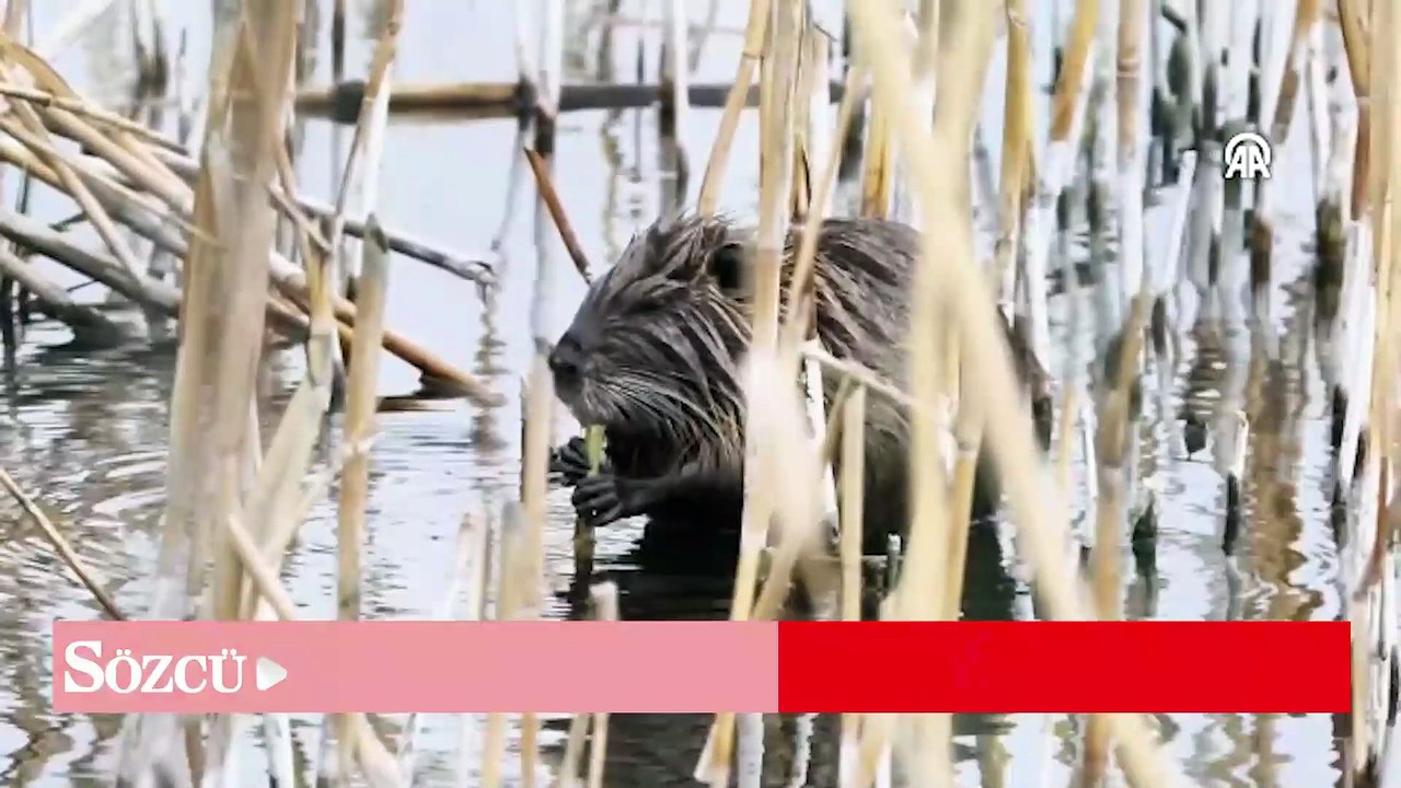 Ağrı Dağı eteklerinde 'su maymunu' görüldü: Dünyanın öbür ucundan gelmiş