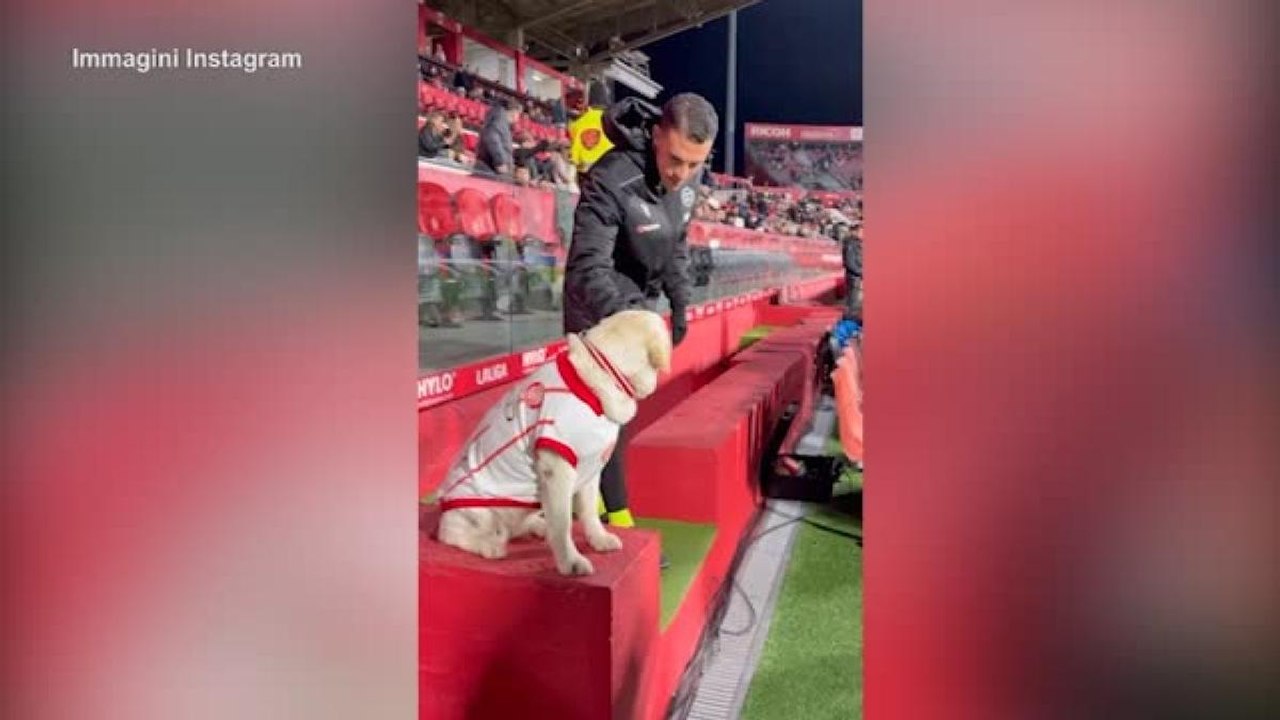 Il Girona ha un labrador come mascotte: ecco Ca...