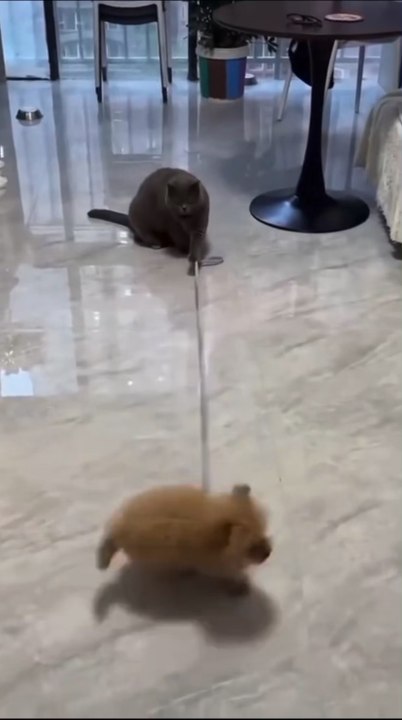 Les animaux 😂