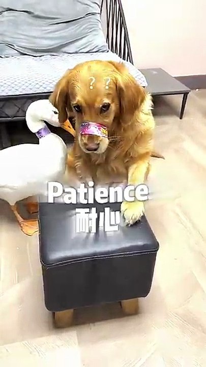 The only dog ​​I have is myself, the clown’s, the cute pet’s debut plan, the dog’s