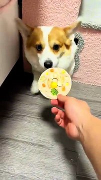 #CutePuppy #CorgiVideo #FunnyDogVideos #PetCare #DogLifestyle #DailymotionAnimals #CorgisOfInstagram #CutePets #AnimalShorts #DogLovers #SmallDogs #VerticalVideo #ViralPuppy #FunnyAnimals #DogTreat