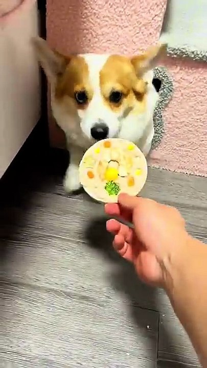 #CutePuppy #CorgiVideo #FunnyDogVideos #PetCare #DogLifestyle #DailymotionAnimals #CorgisOfInstagram #CutePets #AnimalShorts #DogLovers #SmallDogs #VerticalVideo #ViralPuppy #FunnyAnimals #DogTreat