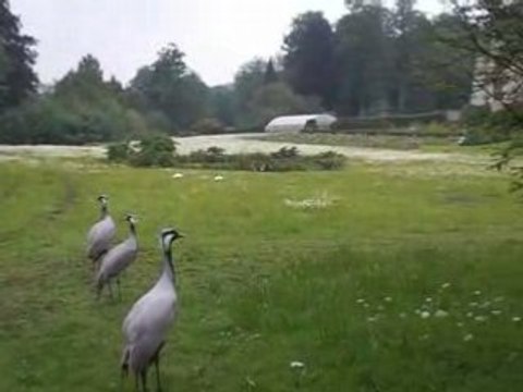 parc de clères 01-06-2008 (2)