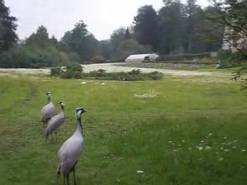parc de clères 01-06-2008 (2)