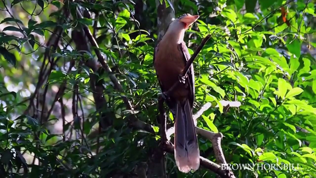 ASIAN RAINFOREST WILDLIFE