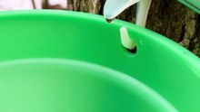 Maple Sap Dripping from a Tree Tap | Spring Forest Tradition