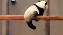 Funny Giant panda