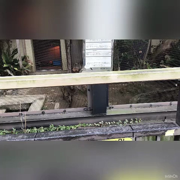 Tsushima leopard cat named Kiichi