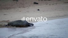Sea turtle moving toward the ocean through the sand in Kauai Hawaii