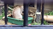 Loki the Eurasian Lynx Grooming Himself