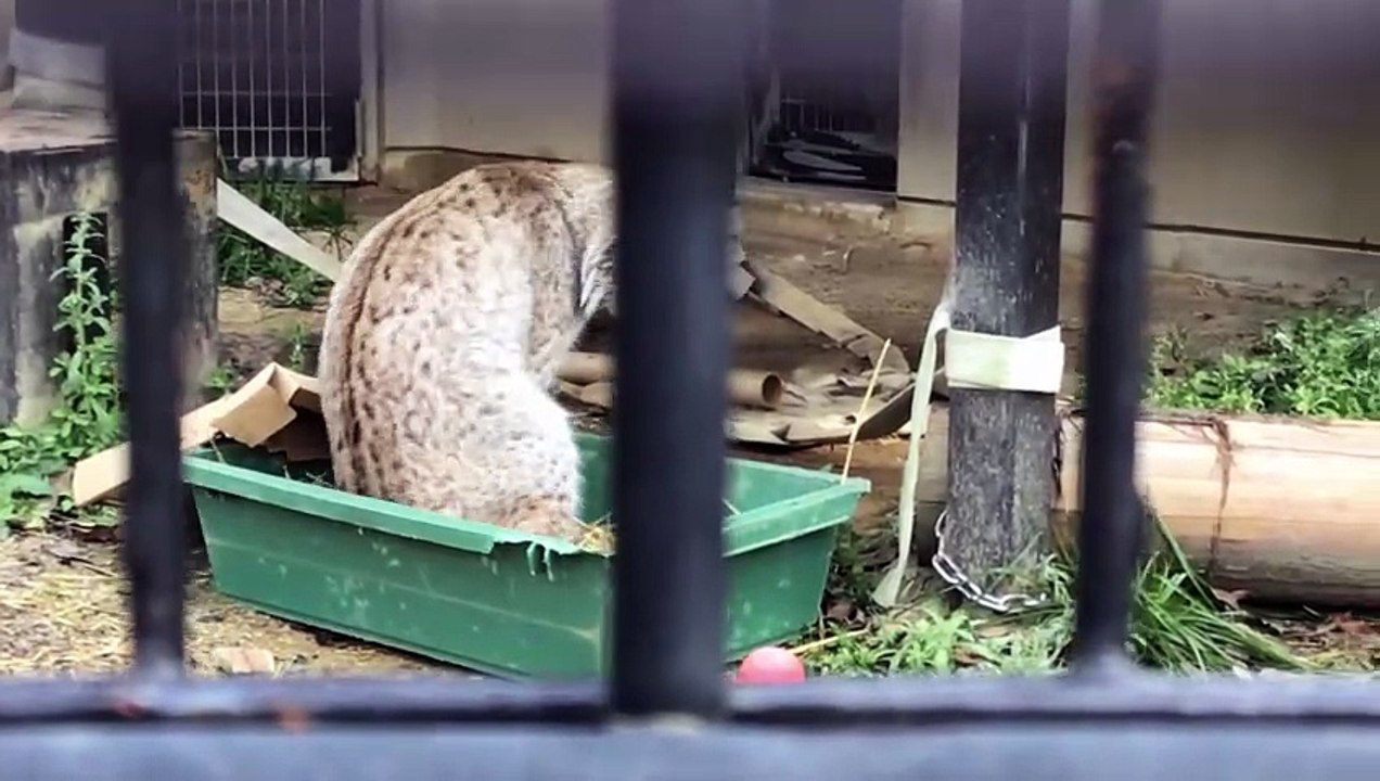 Loki the Eurasian Lynx Grooming Himself