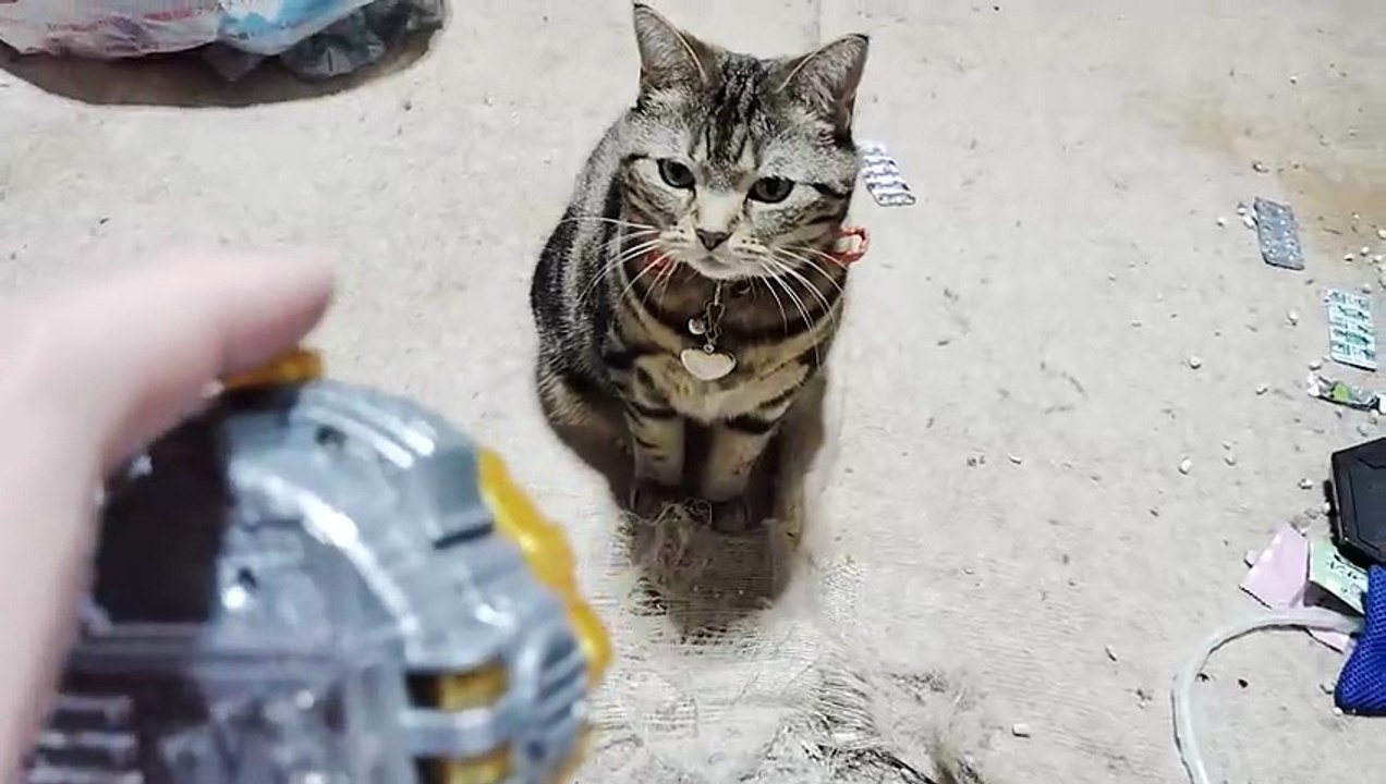 ブレイド キングフォームライドウォッチを見るシフォン