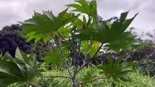 Castor oil plant 03