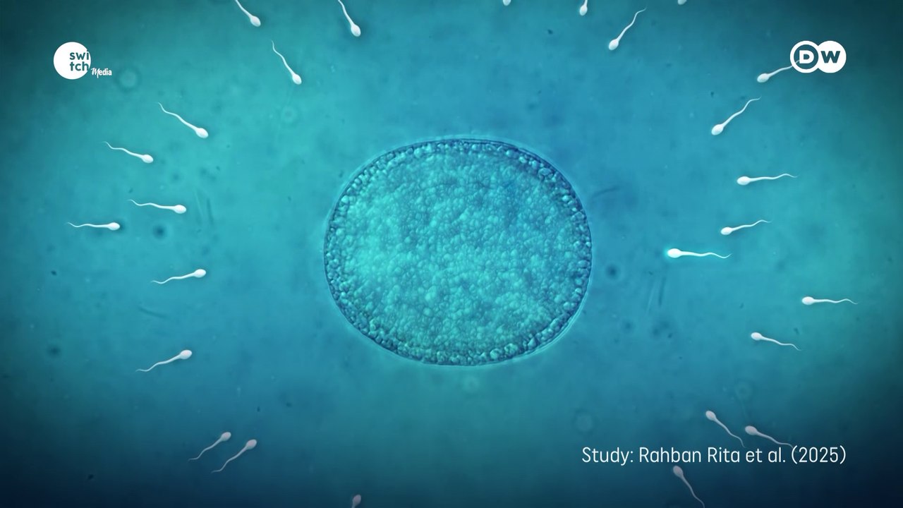Male infertility – is environment playing a role | DW's Tomorrow Today