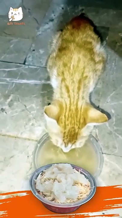 "Cat Jelly Treats Review | Billi Treats Chicken Jelly for Picky Cats"