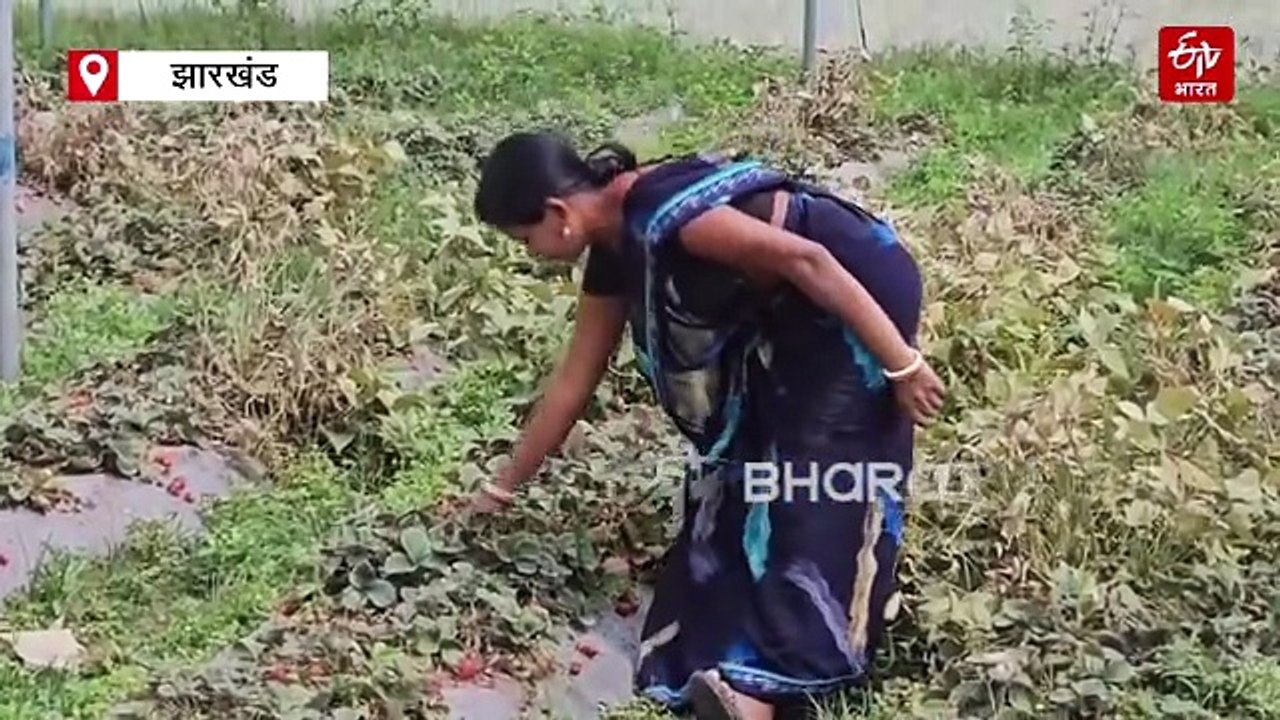 स्ट्रॉबेरी की खेती व्हाइट नेट हाउस में, महिला किसान ने कमाए हजारों रुपए