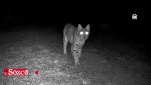 Karabük'te vaşak fotokapanla görüntülendi