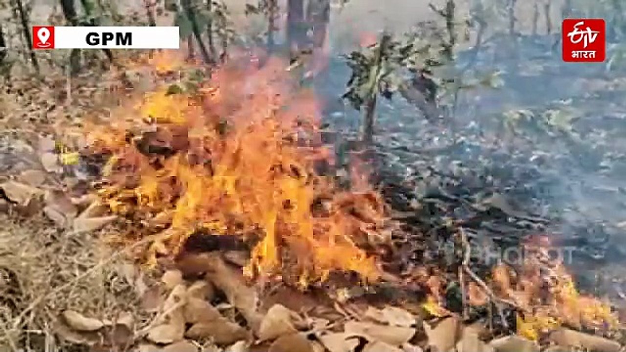 गर्मी के शुरुआत में ही GPM जिले के जंगलों में ल...