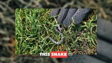 World’s Smallest Snakes Ever Discovered (Shocking snake)