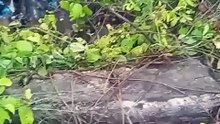 PERRITO EMBARCACION