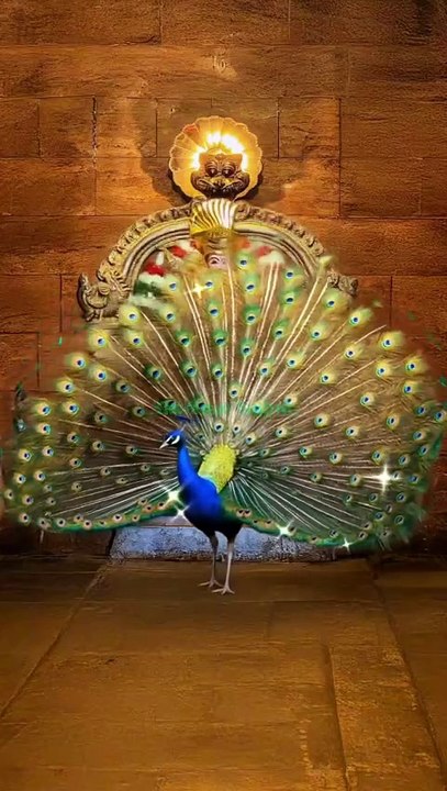 भगवान के सामने जैसे ही मोर ने पंख फैलाए… मंदिर में हुआ चमत्कार! #peacock