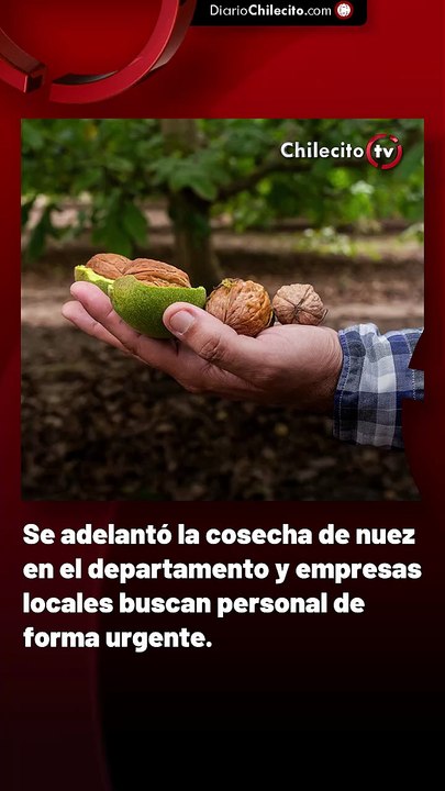 Se adelantó la cosecha de nuez en el departamento y empresas locales buscan personal de forma urgente.
