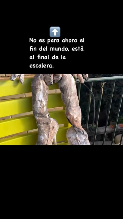 Al final de la escalera, o el fin de ella.   At the top of the stairs, or the end of it.  #apocalipsis #war #world