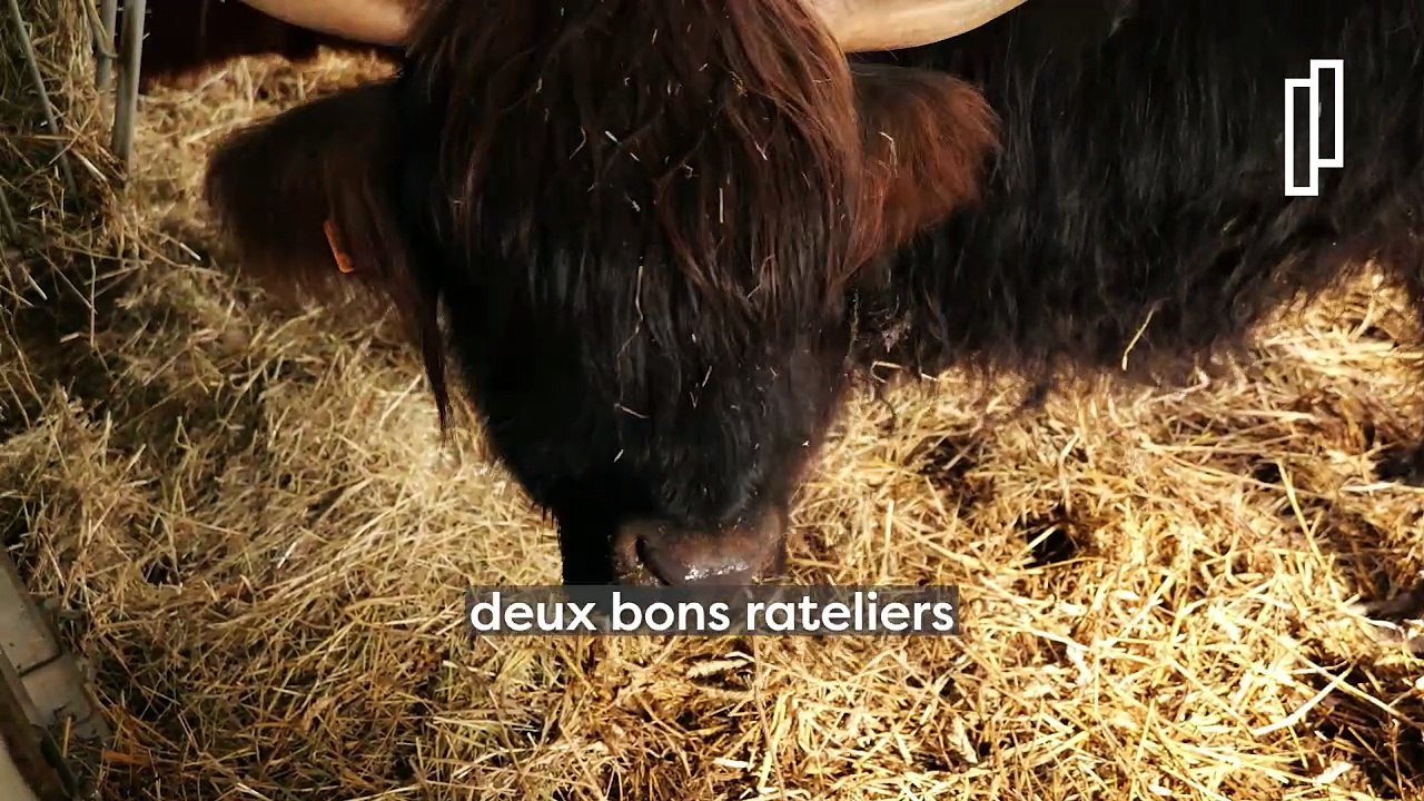 Des nouvelles pensionnaires au Parc des Cytises