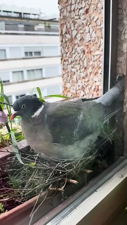 Pringo avec  les petits œuf  #wildlife  #day13   #palombe #birds #egg #fyp  #geneva