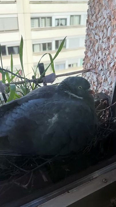 Monsieur Pringo vous souhaite bonne journée #wildlife  #day11    #palombe #birds #egg #fyp  #geneva