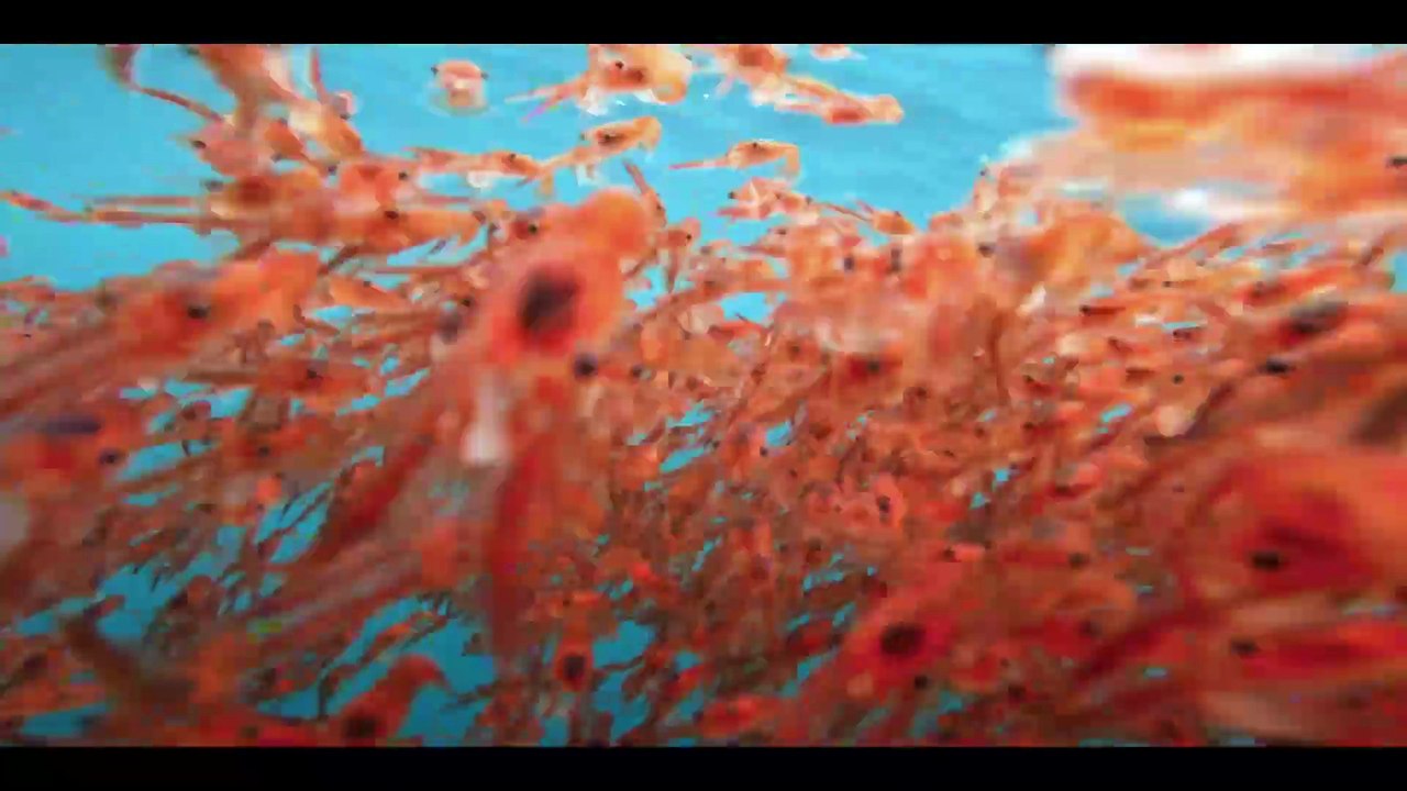 Sei La Ballena Desconocida (2025)