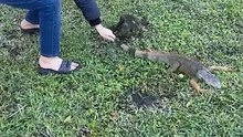 Young Boy Saves Chilled Iguana During Cold Weather in South Florida