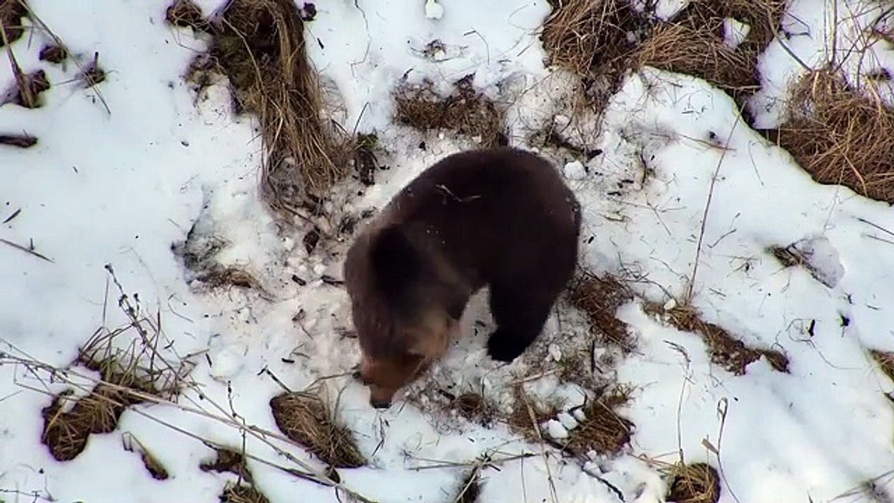 Drone camera captures bear waking up from hibernation