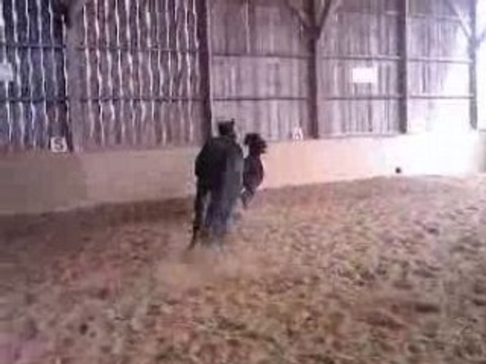 mes loulous en train de jouer