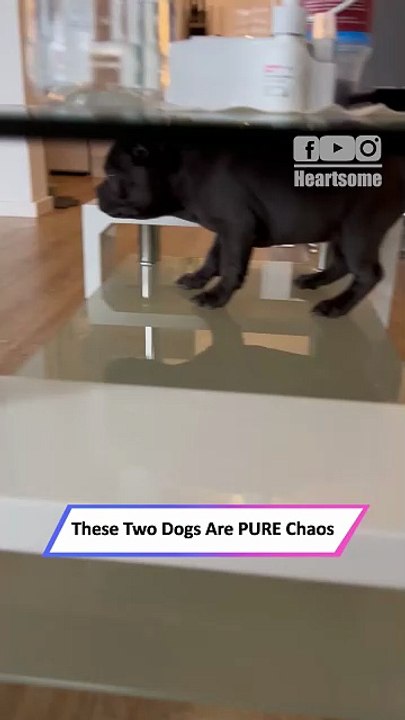 Two Crazy Dogs Turn House Into Chaos—Hilarious Moments!|| Heartsome 💖