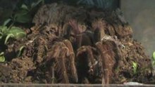Theraphosa blondi