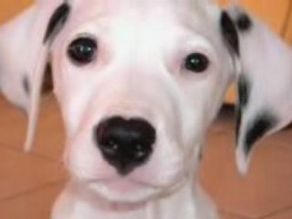 SEBASTIAN - DOG (ED BANGER)(ED REC VOL 3)