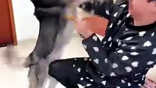 “This Dog Did Something Nobody Expected 😂”