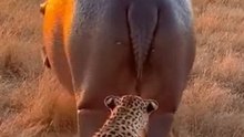 Leopard thought it had the perfect ambush… then the hippo hit the panic button. 🦛💨 #WildlifeMoments #SavannaStories #HippoDefense #NatureUnfiltered #WildlifeEncounter #SafariFootage #ViralWildlife #KingHippo